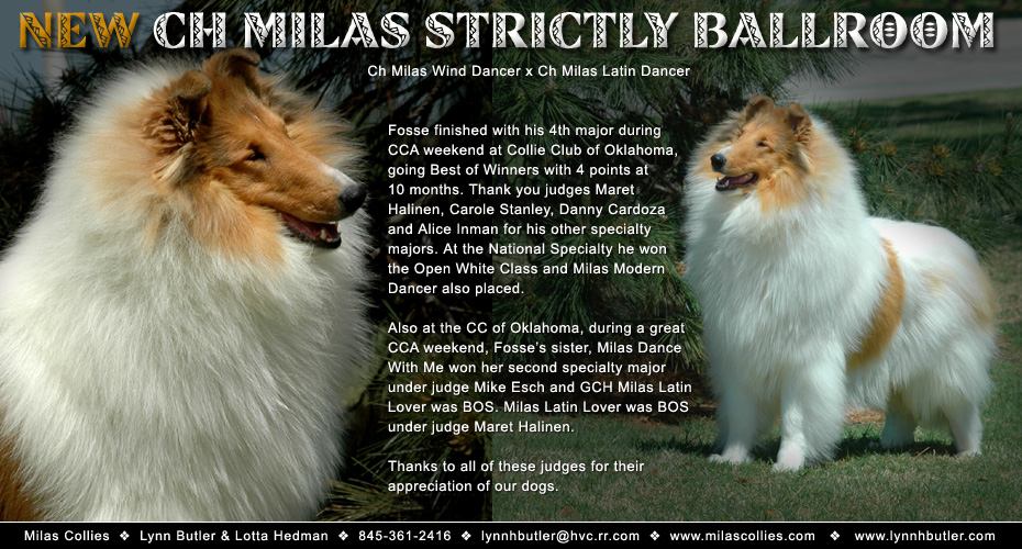 Milas Collies -- CH Milas Strictly Ballroom