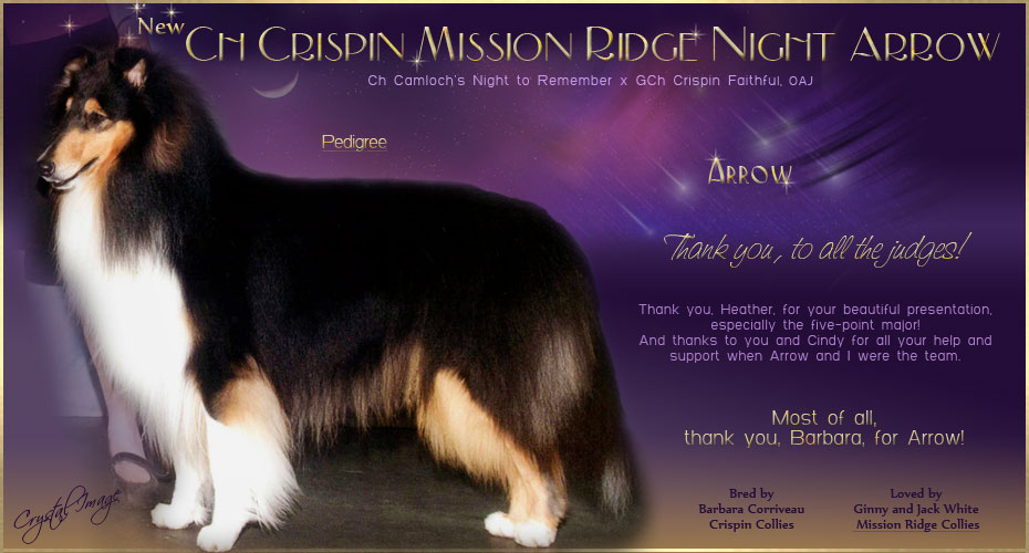 Mission Ridge Collies -- CH Crispin Mission Ridge Night Arrow