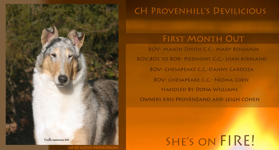 Provenhill Collies -- CH Provenhills Devilicious