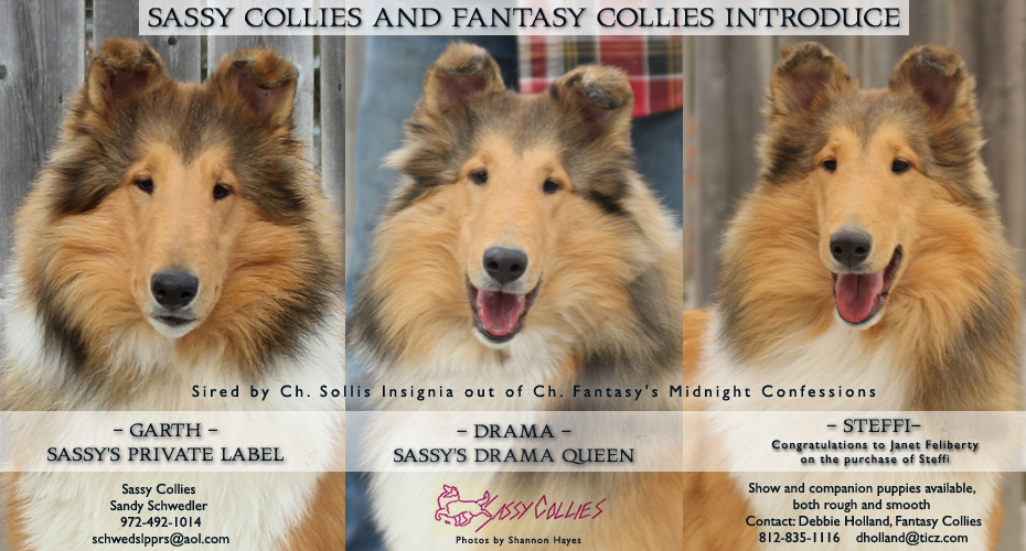 Sassy Collies -- Sassy's Private Label, Sassy's Drama Queen and Steffi