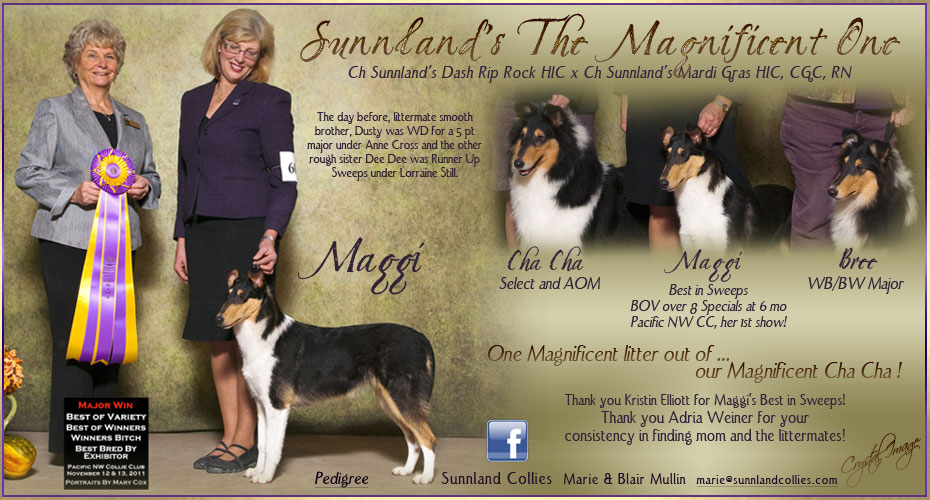 Sunnland Collies -- Sunnland's The Magnificent One
