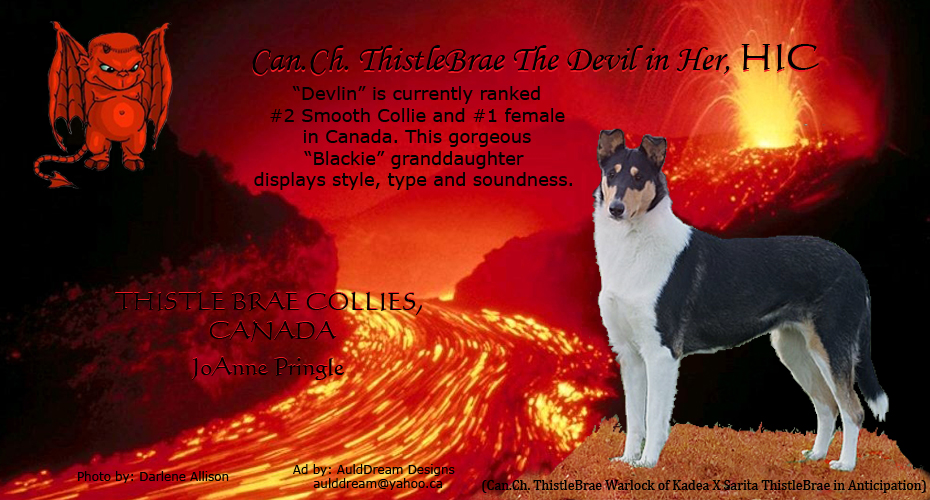 Thistle Brae Collies -- CAN CH Thistlebrae The Devil In Her, HIC