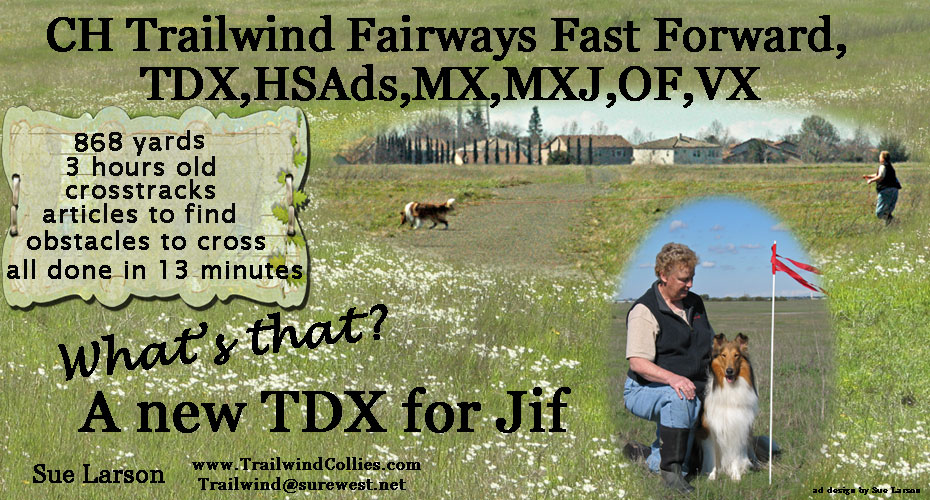 Trailwind Collies -- CH Trailwind Fairways Fast Forward, TDX, HSAds, MX, MXJ, OF, VX