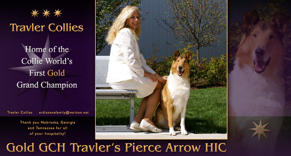 Travler Collies -- Gold GCH Travler's Pierce Arrow HIC