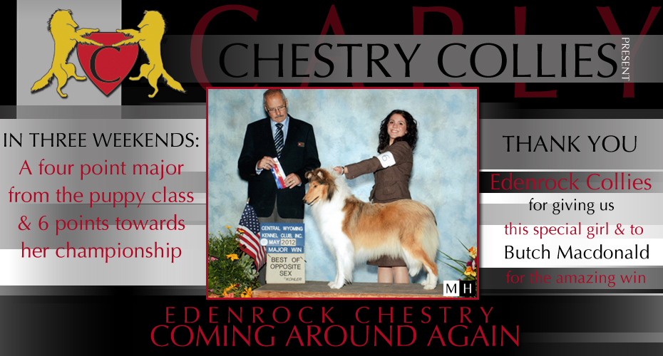 Chestry Collies -- Edenrock Chestry Coming Around Again
