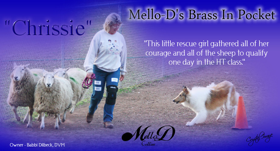 Mello-D Collies -- Mello-D's Brass In Pocket