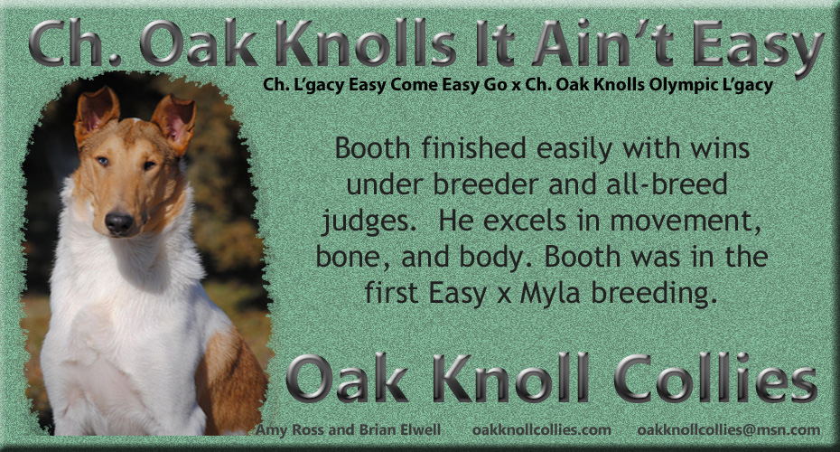 Oak Knoll Collies -- CH Oak Knoll's It Ain't Easy