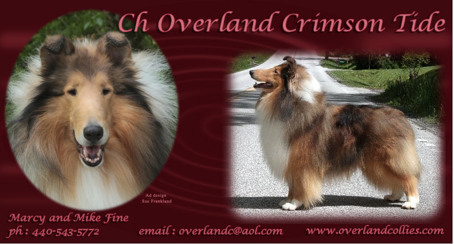 Overland Collies -- CH Overland Crimson Tide