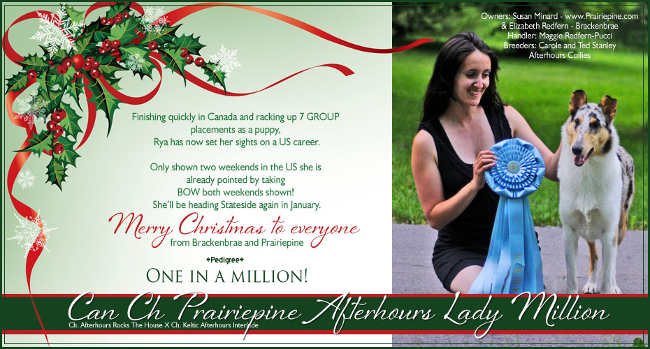 Prairiepine Collies -- CAN CH Prairiepine Afterhours Lady Million