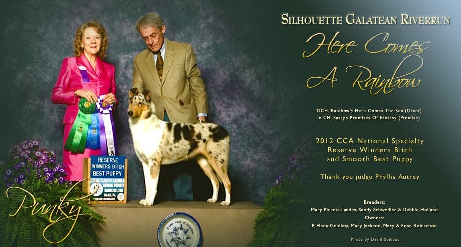 Galatean Collies / Riverrun Collies / Silhouette Collies -- Silhouette Galatean Riverrun Here Comes A Rainbow