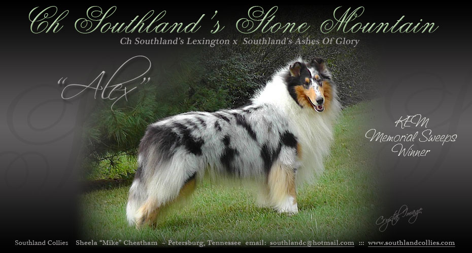 Southland Collies -- CH Southland's Stone Mountain