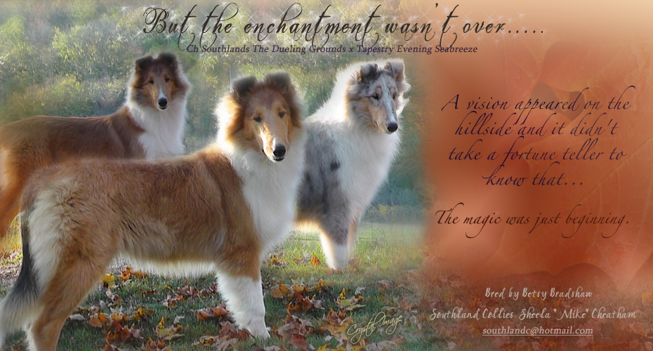 Southland Collies 