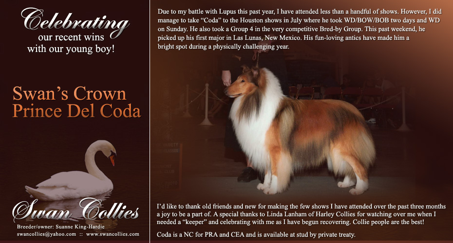 Swan Collies -- Swan's Crown Prince Del Coda