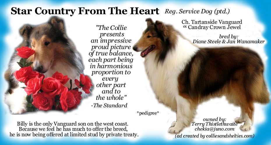 Chekia Collies -- Star Country From The Heart