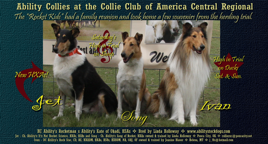 Ability Collies -- CH Ability's It's Not Rocket Science, CH Ability's Song Of Rocket and DC Ability's Rock Star