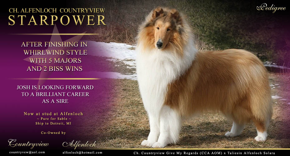 Alfenloch Collies / Countryview Collies -- CH Alfenloch Countryview Starpower