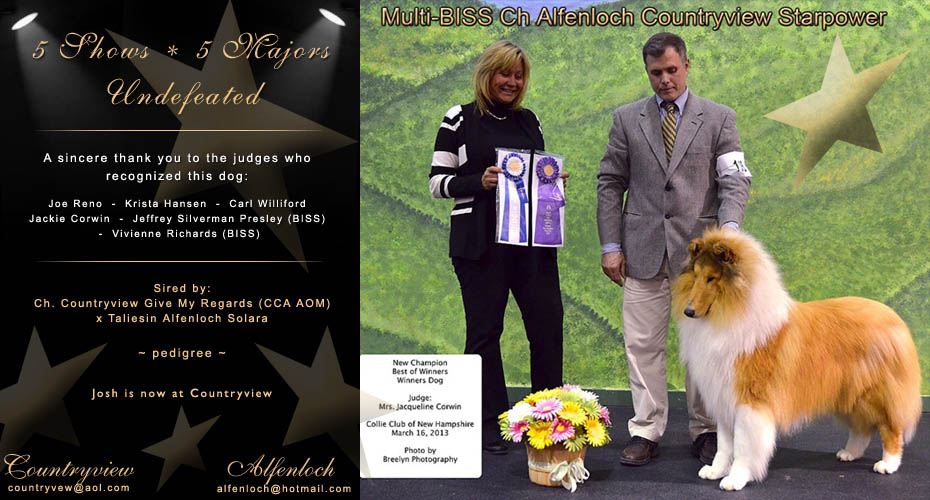 Alfenloch Collies / Countryview Collies -- CH Alfenloch Countryview Starpower