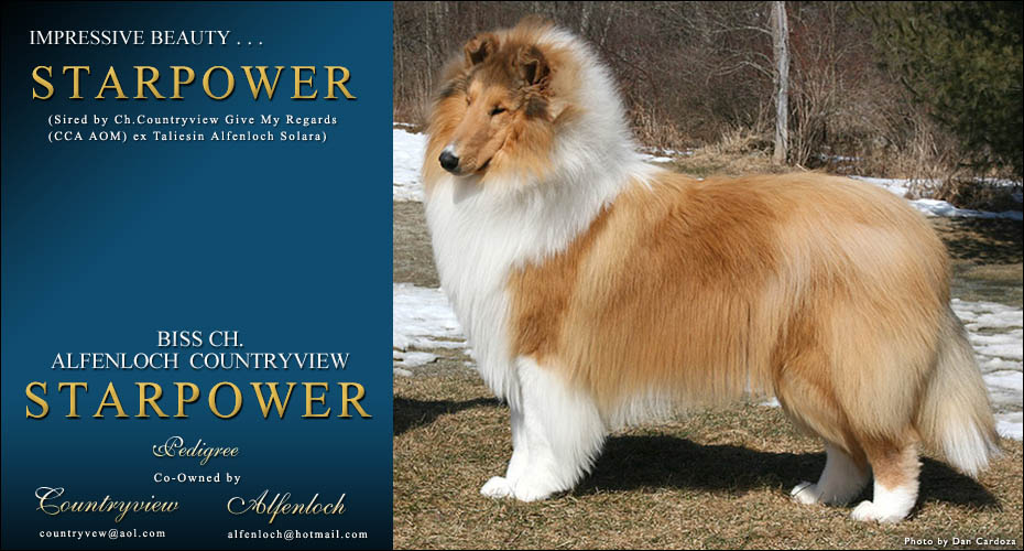 Alfenloch Collies / Countryview Collies -- CH Alfenloch Countryview Starpower