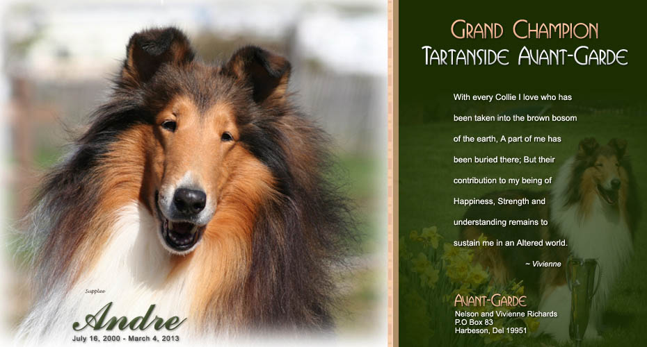 Avant-Garde Collies -- In Loving Memory of GCH Tartanside Avant-Garde
