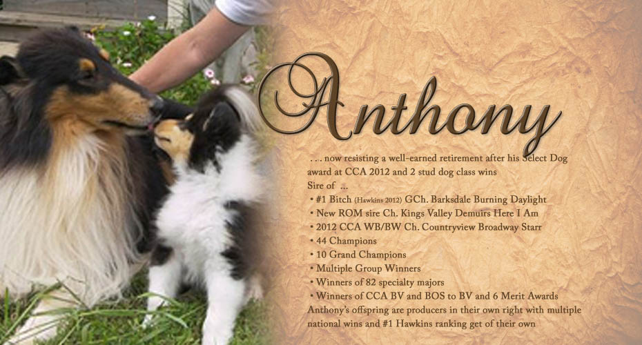 Lochlaren Collies -- CH Barksdale Lochlaren Liaison, ROM