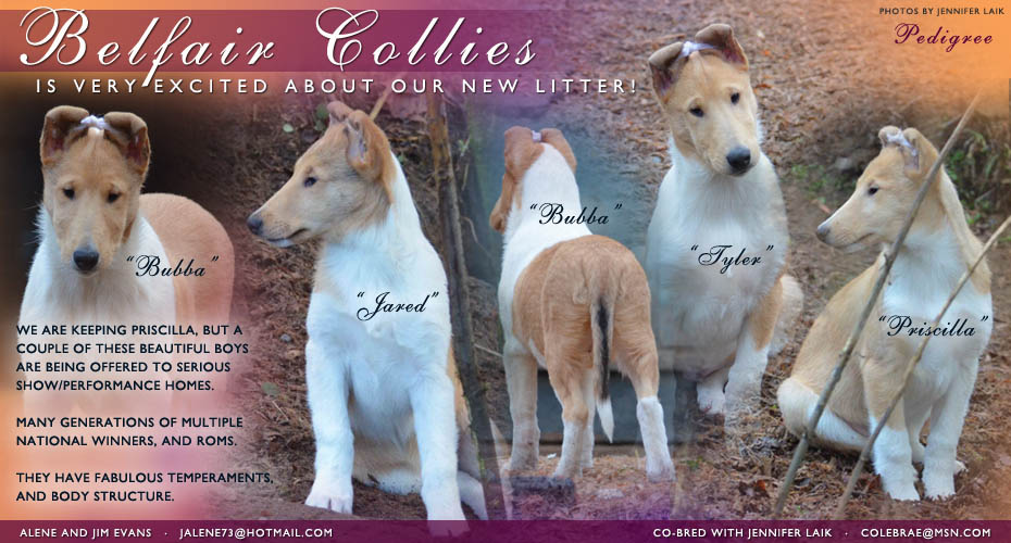 Belfair Collies