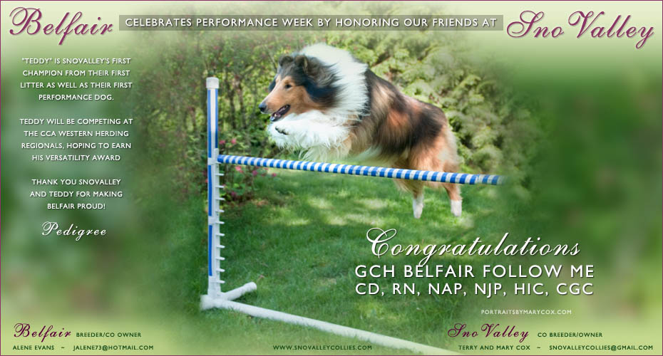 Belfair Collies