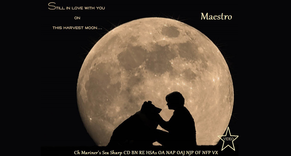 Noreen Bennett -- CH Mariner's Sea Sharp CD, BN, RE, HSAs, OA, NAP, OAJ, NJP, OF, NFP, VX