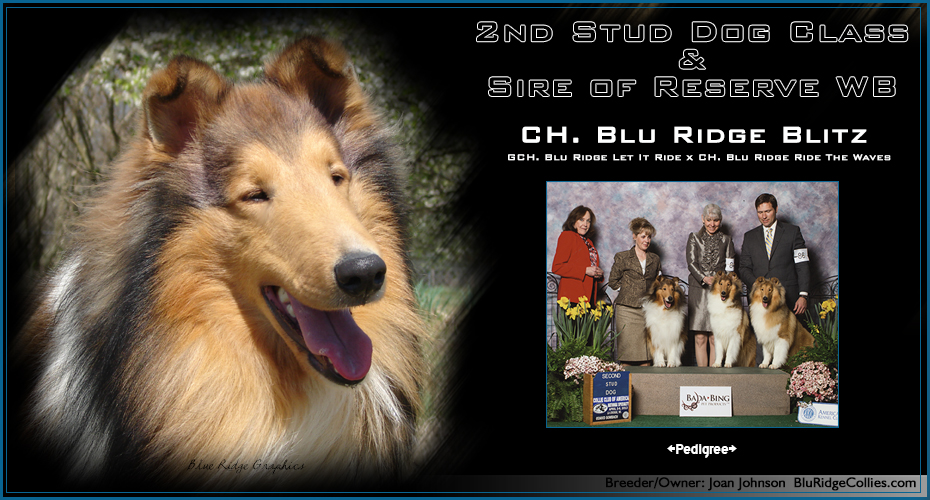 Blu Ridge Collies -- Blu Ridge Blitz