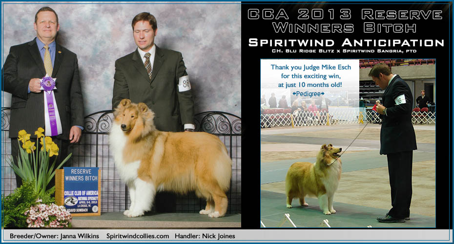 Spiritwind Collies -- Spiritwind Anticipation