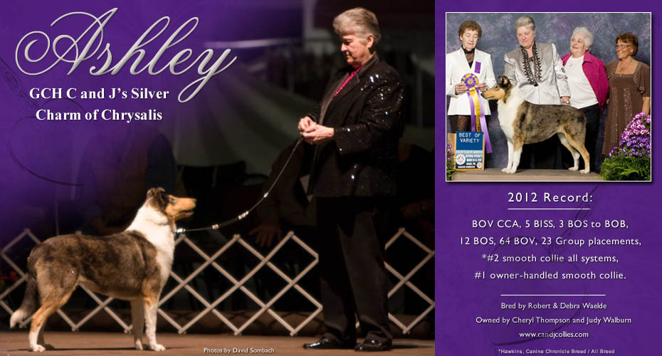 C and J Collies -- GCH C and J Silver Charm of Chrysalis