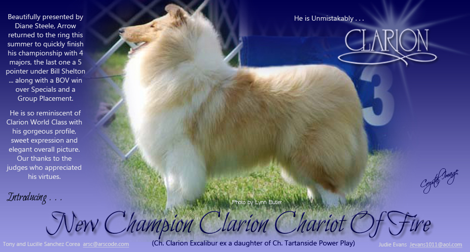 Clarion Collies -- CH Clarion Chariot Of Fire