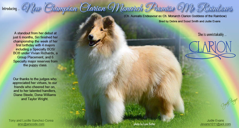 Clarion Collies -- CH Clarion Monarch Promise Me Rainbows