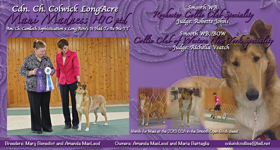 Colwick Collies -- CAN CH Colwick Long Acre Maui Madness HIC