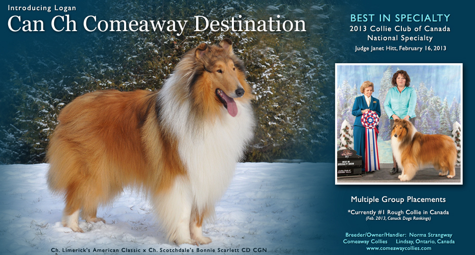 Comeaway Collies -- CAN CH Comeaway Destination