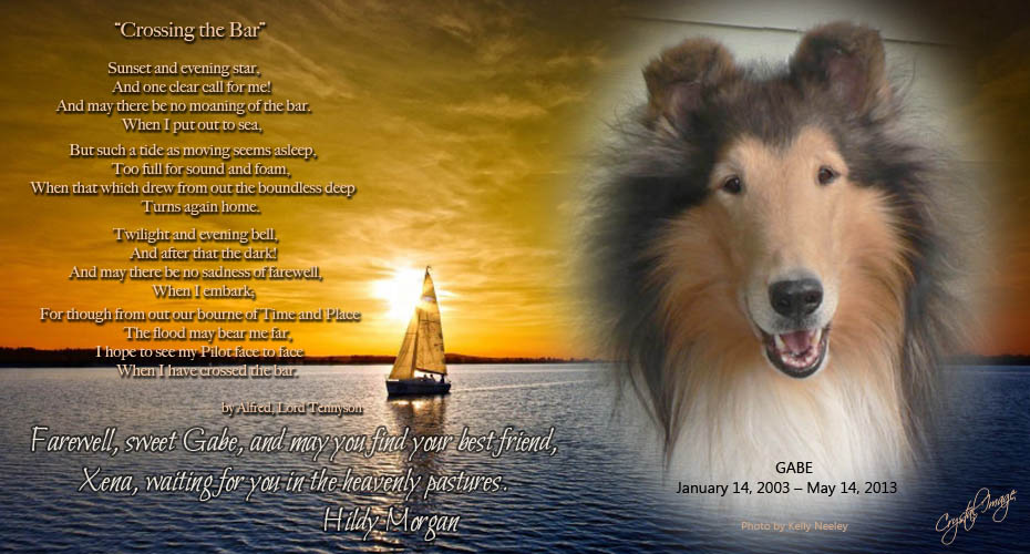 Country-Aire Collies -- Gabe