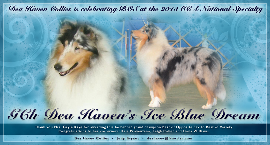 Dea Haven Collies -- GCH Dea Haven Ice Blue Dream