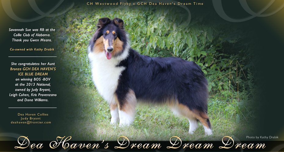 Dea Haven Collies --  Dea Haven's Dream Dream Dream