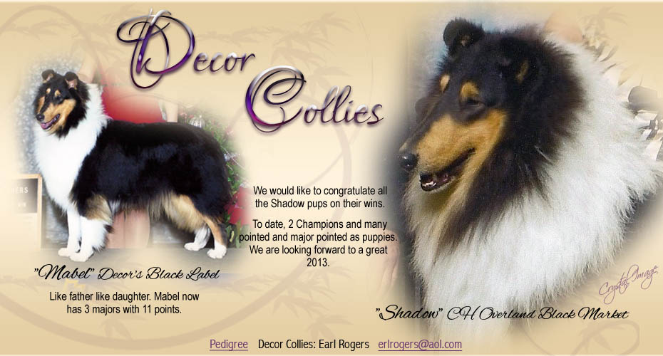 Decor Collies -- Decor's Black Label and CH Overland Black Market