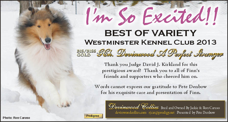 Devinwood Collies -- Gold GCH Devinwood A Perfect Stranger