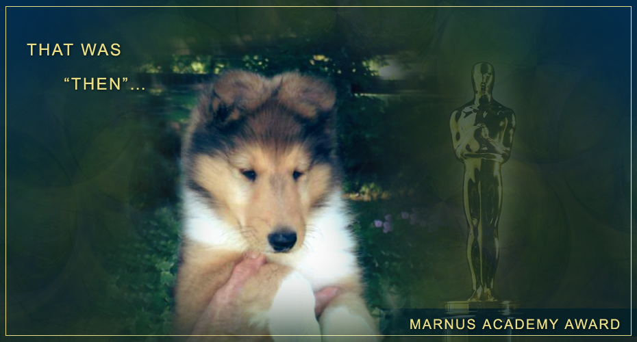 Doe Run Collies -- CH Marnus Academy Award