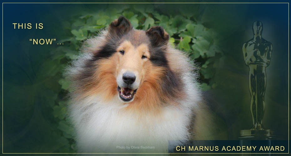 Doe Run Collies -- CH Marnus Academy Award
