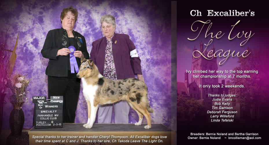 Excaliber Collies -- CH Excaliber's The Ivy League