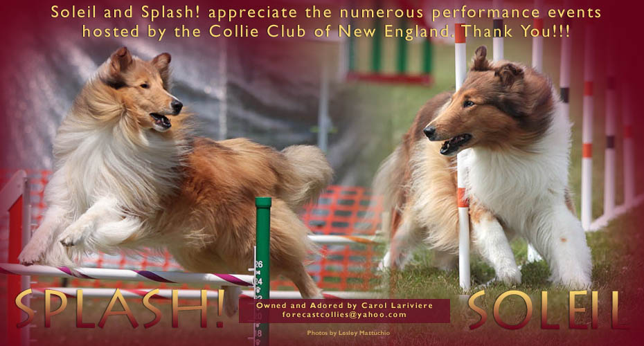 Forecast Collies -- Forecast Perfect Storm Dancin' HSAd, MX, MXJ, XF, NAP, VA and CH MACH Evergreen Perfect Ten Forecast, PT, MXF, T2B, VX