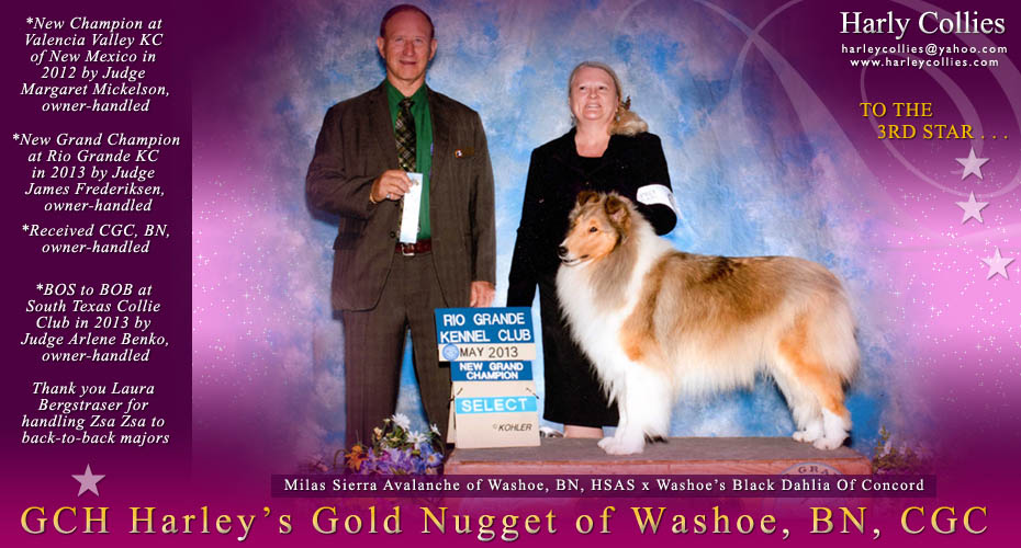 Harley Collies -- GCH Harley's Gold Nugget Of Washoe, BN, CGC