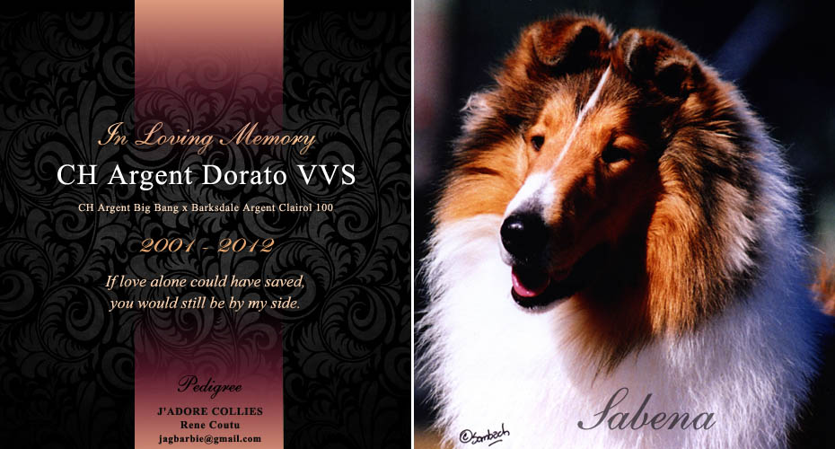 J'adore Collies -- In Loving Memory of CH Argent Dorato VVS