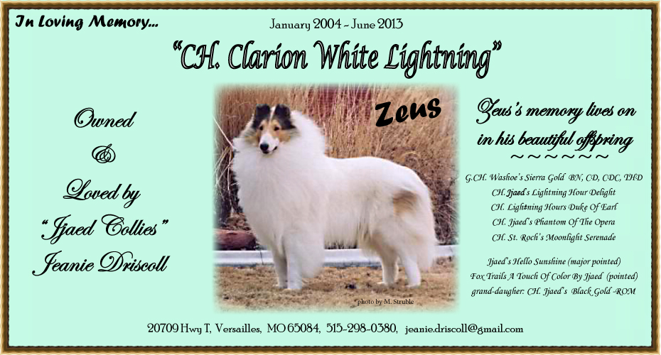 Jjaed Collies -- CH Clarion White Lightning