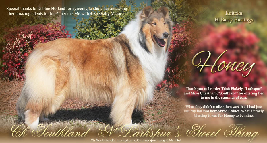 Kaiteka Collies -- CH Southland 'N Larkspur's Sweet Thing