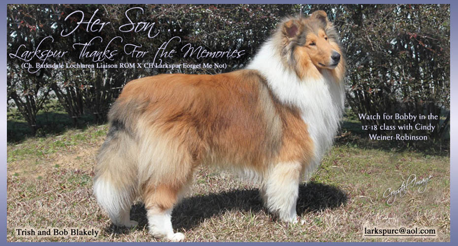 Larkspur Collies --  Larkspur Thanks For The Memories