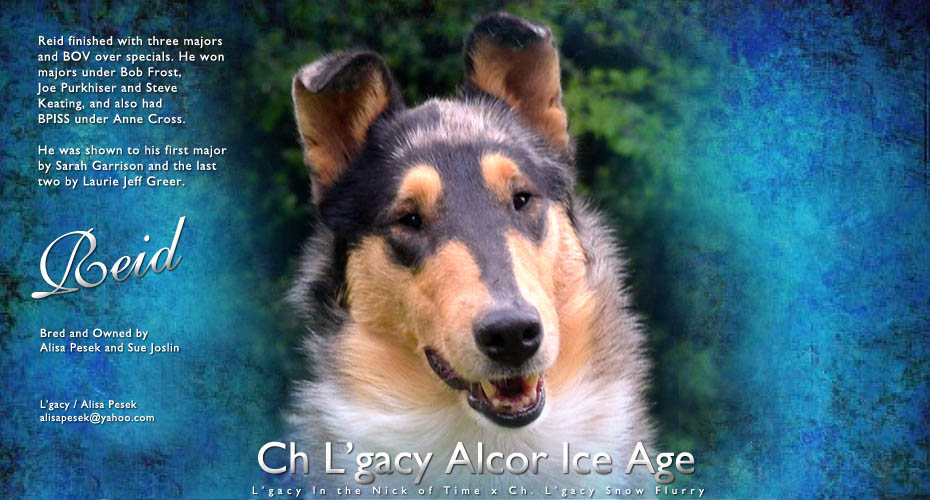 L'gacy Collies -- CH L'gacy Alcor Ice Age