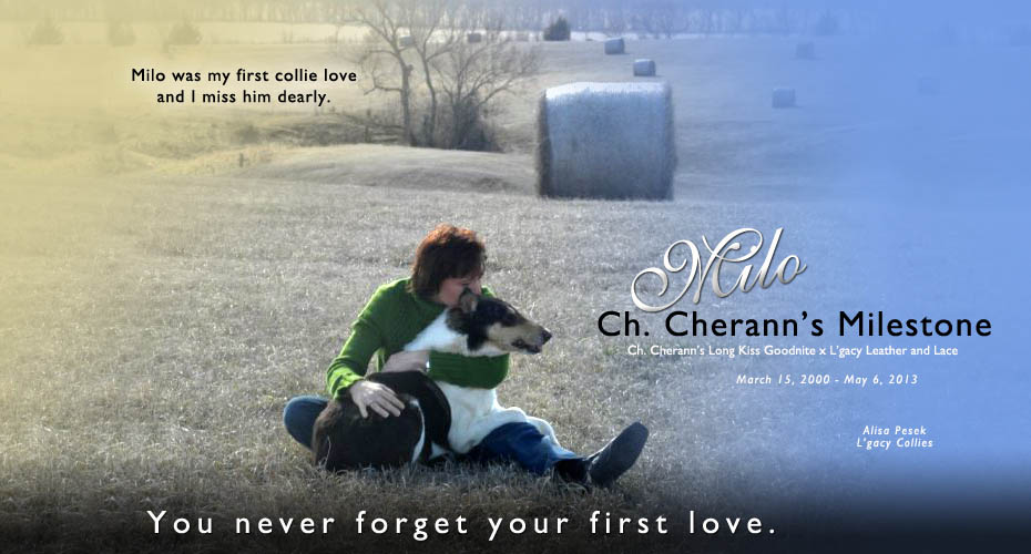 L'gacy Collies -- In loving memory of CH Cherann's Milestone